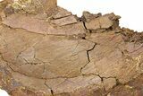 Fossil Dinosaur Bones in Sandstone - Wyoming #292613-2
